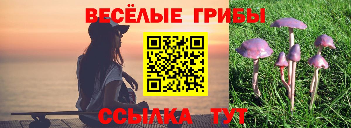 Псилоцибиновые грибы Psilocybine cubensis Ленинск-Кузнецкий